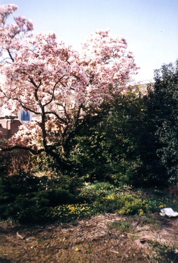 15-tuin-hoek-magnolia-uu-P